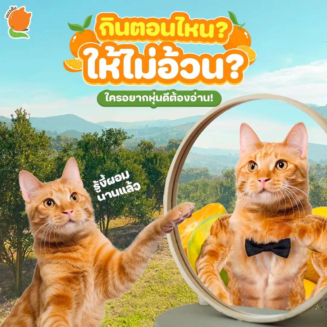 งานโฆษณา Maew-Som